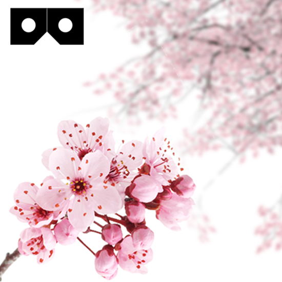 Cherry Blossom VR Cardboard の画像